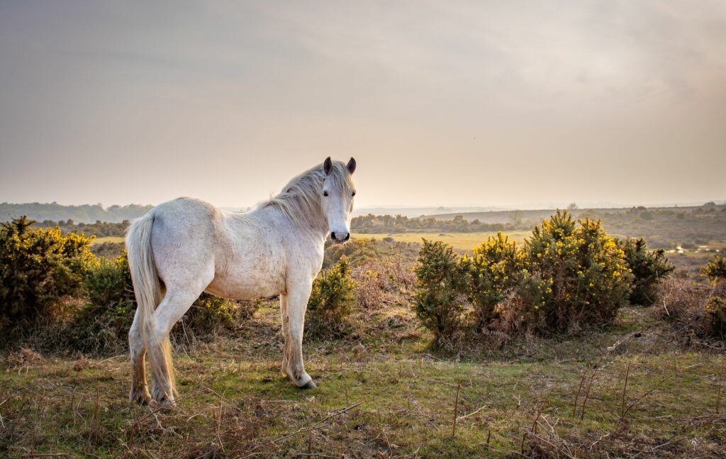 Brockenhurst New Forest