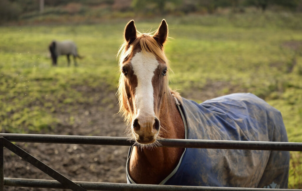 Equestrian Property