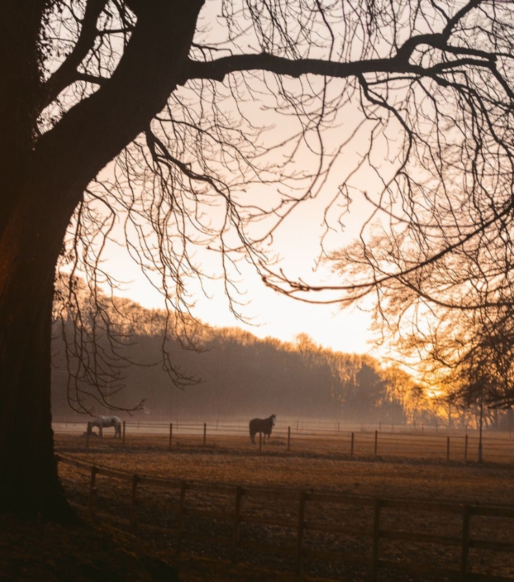 Property with Stables