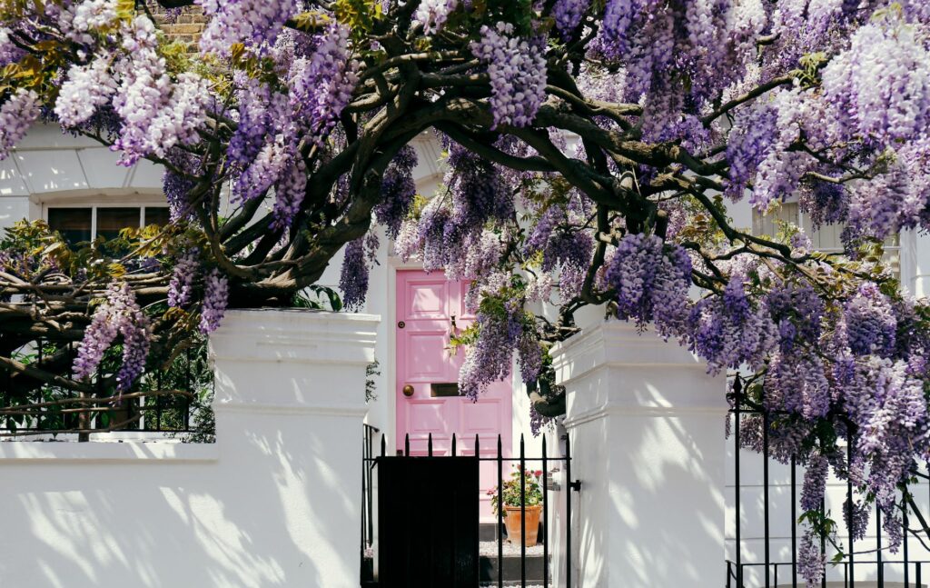 Moving to England from America: Pink door with wisteria, Notting Hill, London